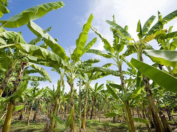 Plantation de bananiers